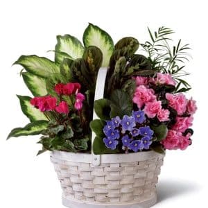 African violets in ceramic pots