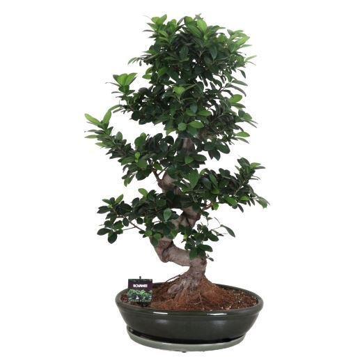 Ficus Ginseng Bonsai, Online Flowershop