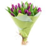 bouquet of 25 purple tulips, isolated on white background, shallow DOF