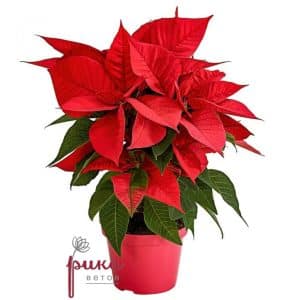 Poinsettia or Christmas Star
