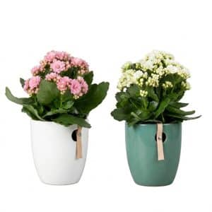 Kalanchoe with Vase